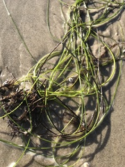 Phyllospadix torreyi