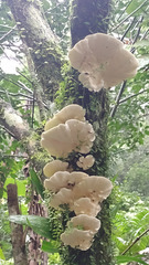 Favolus brasiliensis