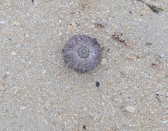 Heliocidaris erythrogramma