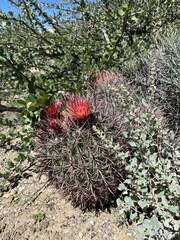 Ferocactus
