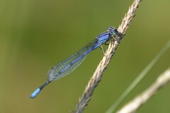 Enallagma semicirculare