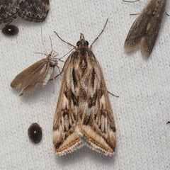 Loxostege cereralis