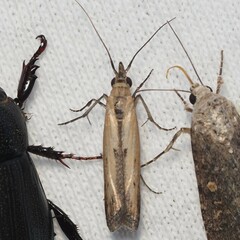 Elasmopalpus lignosella