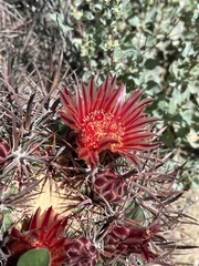 Ferocactus
