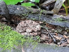 Bothrops asper