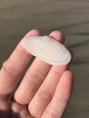 Megangulus bodegensis