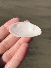 Megangulus bodegensis
