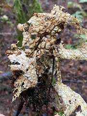 Lobaria
