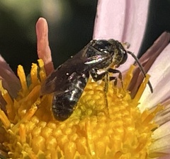 Halictidae