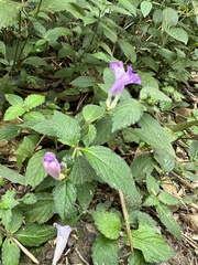 Strobilanthes formosana