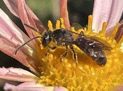 Halictidae