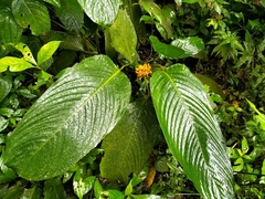 Stromanthe stromanthoides