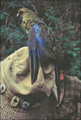 Platycercus caledonicus