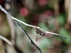 Leucospis