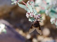 Copestylum violaceum
