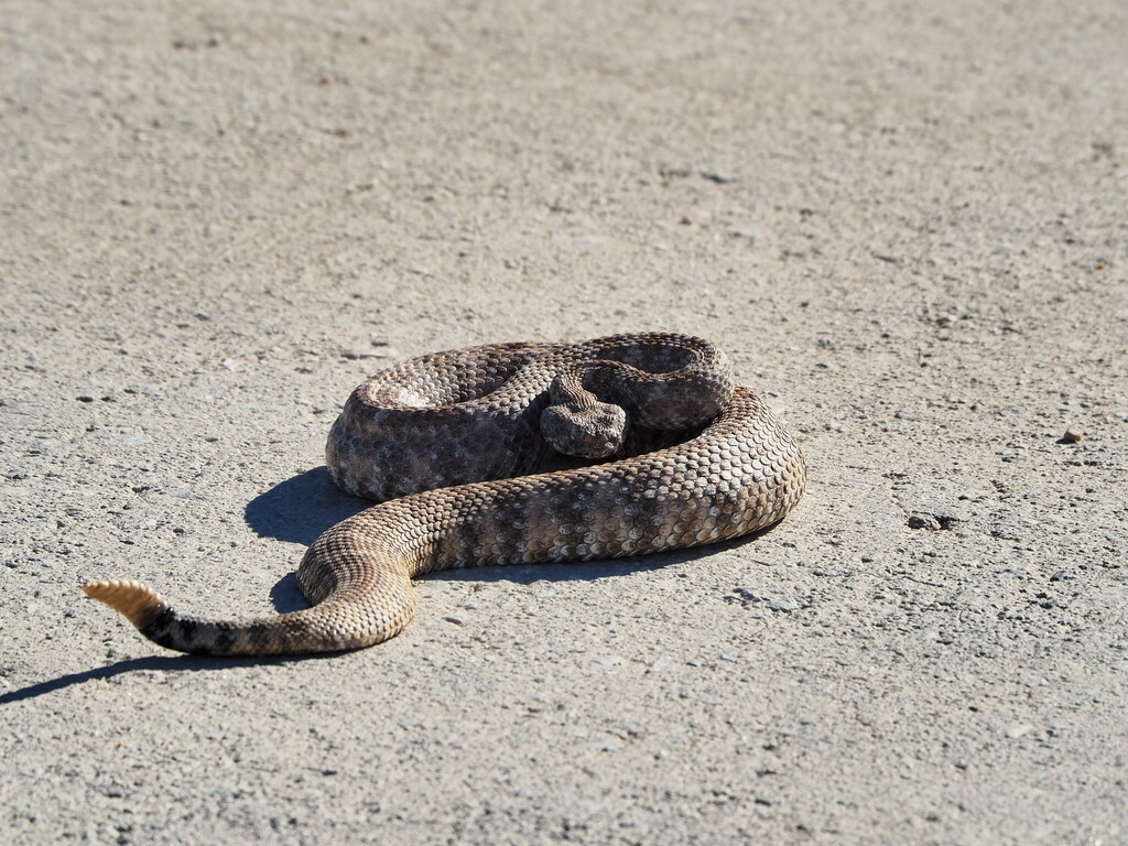 Southwestern Speckled Rattlesnake From Lost Palms Oasis Trail 