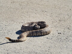 Crotalus pyrrhus