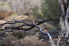 Climacteris picumnus