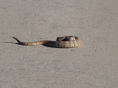 Crotalus pyrrhus