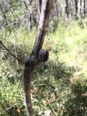 Allocasuarina littoralis