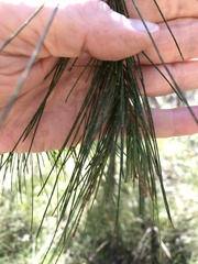 Allocasuarina littoralis