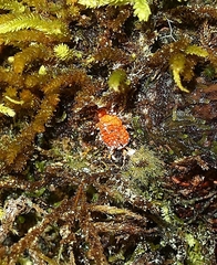 Monophlebidae