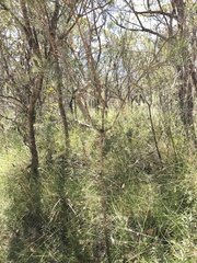 Allocasuarina littoralis