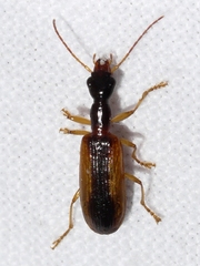 Leptotrachelus dorsalis