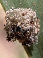 Leucochrysa pavida