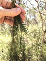 Allocasuarina littoralis