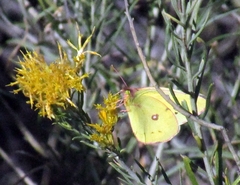 Colias philodice