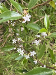 Myoporum petiolatum