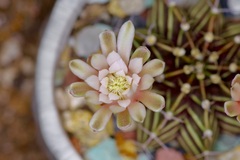 Gymnocalycium