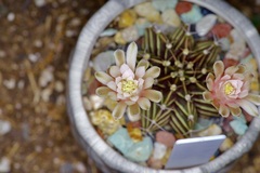 Gymnocalycium