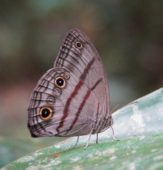 Megeuptychia antonoe