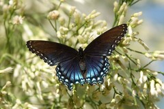 Limenitis arthemis arizonensis