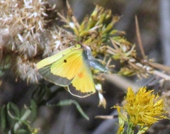 Colias philodice