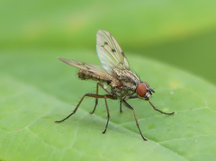 Anthomyia punctipennis