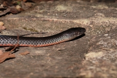 Cryptophis nigrescens