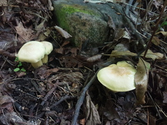 Tricholoma saponaceum