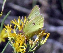 Colias philodice