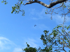Calyptorhynchus banksii