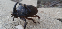 Oryctes nasicornis grypus