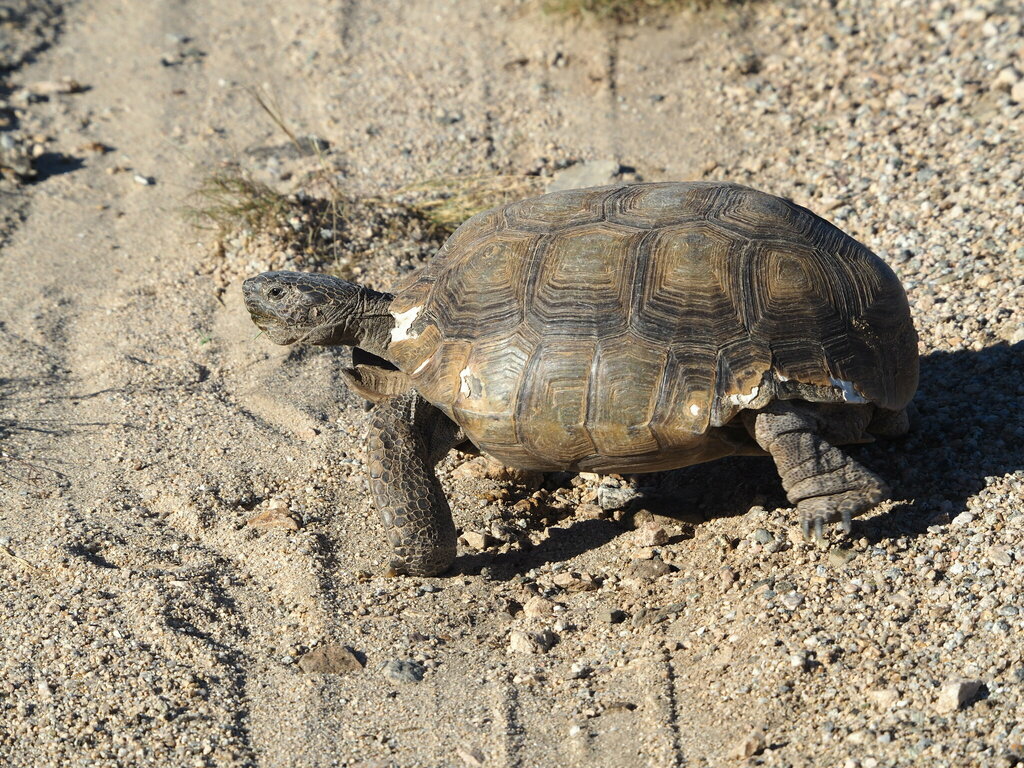 Mojave Desert Tortoise in October 2022 by Fern. We heard the ranger say ...