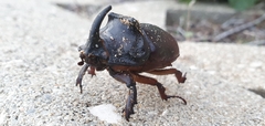 Oryctes nasicornis grypus