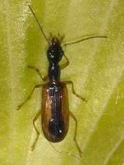 Leptotrachelus dorsalis