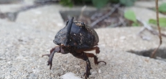 Oryctes nasicornis grypus