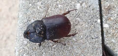 Oryctes nasicornis grypus