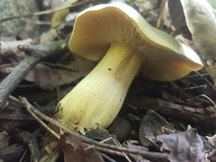 Tricholoma saponaceum