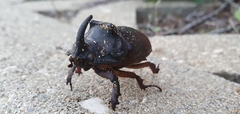 Oryctes nasicornis grypus